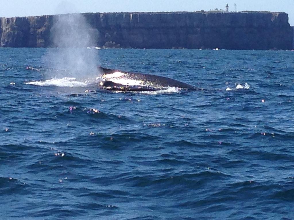 Jervis Bay Mariners Motel ฮัสกิสสัน ภายนอก รูปภาพ