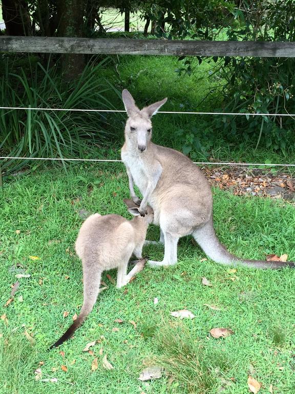 Jervis Bay Mariners Motel ฮัสกิสสัน ภายนอก รูปภาพ
